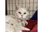 Adopt Nieve a White Domestic Longhair / Mixed (long coat) cat in Santa Fe