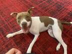 Adopt Gia a Brown/Chocolate - with White Pit Bull Terrier / Mixed dog in Fenton