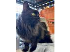 Adopt Fluff a All Black Domestic Longhair / Mixed cat in Phillipsburg