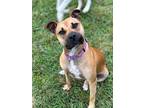 Adopt Mona - sweet as pie! a Tan/Yellow/Fawn - with Black Boxer / American