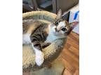 Adopt Shania - FOSTER or ADOPT a Calico or Dilute Calico Calico / Mixed cat in