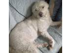 Adopt Cosette a Great Pyrenees, Mixed Breed
