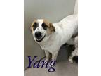 Adopt Yang 122375 a White Collie dog in Joplin, MO (38259822)