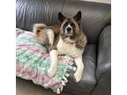 Adopt Kate a Brown/Chocolate Akita / Mixed dog in Delaware, OH (38264355)