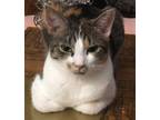 Adopt Chloe a Calico, Domestic Short Hair