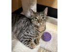 Adopt Camden a Domestic Shorthair / Mixed (short coat) cat in Lawrenceville