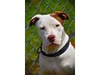 Adopt Valerie a American Bully