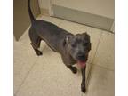Adopt Aunt Brandy a Pit Bull Terrier
