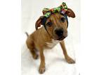 Adopt Versace a Red/Golden/Orange/Chestnut American Pit Bull Terrier / Mixed dog