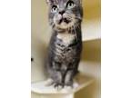 Adopt Tanis a Gray or Blue Domestic Shorthair / Domestic Shorthair / Mixed cat