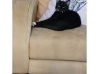 Adopt Aloha a All Black Domestic Shorthair / Domestic Shorthair / Mixed cat in