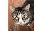 Adopt Paris a Brown Tabby Domestic Shorthair / Mixed (short coat) cat in