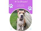Adopt Brownie a Tan/Yellow/Fawn American Staffordshire Terrier / Mixed dog in