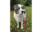 Adopt Loretta a White Mixed Breed (Large) / Mixed dog in Fredericksburg