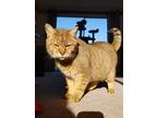 Adopt BobCat a Domestic Mediumhair / Mixed cat in Baltimore, MD (38268942)