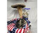Adopt Paget a Domestic Short Hair
