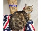 Adopt Portia a Domestic Short Hair