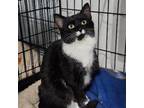 Adopt Ciara a Domestic Short Hair