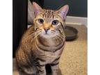 Adopt Amber a Domestic Short Hair