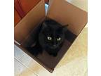 Adopt Blackie a All Black Domestic Longhair / Mixed cat in Incline Village