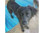 Adopt COURTESY POSTING Shadow a Mixed Breed (Medium) / Mixed dog in Tucson