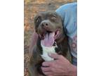 Adopt Katie a Pit Bull Terrier, Chocolate Labrador Retriever