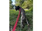 Adopt Keno a Brindle - with White Mastiff / Mixed dog in Mt.