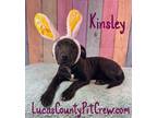 Adopt Kinsley a American Staffordshire Terrier, Pit Bull Terrier