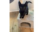 Adopt Sirius a All Black Domestic Shorthair / Mixed cat in Brea, CA (38256966)