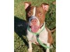 Adopt Gobble a Pit Bull Terrier / Mixed dog in O'Fallon, MO (38203028)