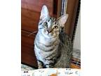 Adopt Oliver a Tiger Striped Domestic Shorthair (short coat) cat in Lebanon