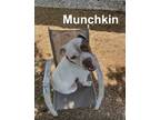 Adopt Munchkin a White - with Brown or Chocolate Mixed Breed (Medium) / American