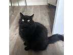 Adopt Patches a All Black Domestic Longhair / Domestic Shorthair / Mixed cat in