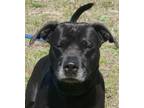 Adopt Harvey in Gloucester VA a Black Pit Bull Terrier / Mixed dog in Richmond