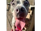 Adopt Merry a Pit Bull Terrier