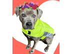 Adopt Asra a Pit Bull Terrier