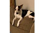 Adopt Chrome a White - with Black Feist / Mixed Breed (Small) / Mixed dog in