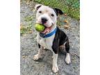 Adopt Max a Black Mixed Breed (Large) / Mixed dog in Fairfax, VA (38244141)