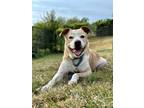 Adopt Wilson a Tan/Yellow/Fawn American Staffordshire Terrier / Mixed dog in