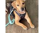 Adopt Mason a Brown/Chocolate - with Black German Shepherd Dog / Beagle / Mixed