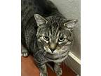 Adopt Tucker a Brown Tabby Domestic Shorthair (short coat) cat in Jackson