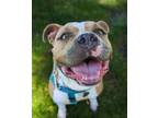 Adopt Marmalade a American Pit Bull Terrier dog in Denver, CO (38198058)