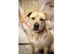 Adopt VERA a Labrador Retriever