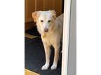 Adopt Bianca a White - with Tan, Yellow or Fawn Golden Retriever / Mixed dog in