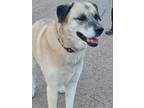 Adopt Chance a Anatolian Shepherd / Labrador Retriever / Mixed dog in Winter