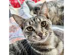 Adopt PeePaw a Gray or Blue Domestic Shorthair / Mixed cat in Mission