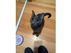 Adopt Pickle-Boo a Russian Blue, Domestic Short Hair