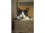 Adopt Louie a Domestic Shorthair / Mixed (short coat) cat in Park City