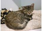 Adopt Rajah a Domestic Shorthair / Mixed (short coat) cat in Dearborn