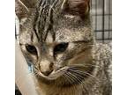 Adopt Gemma a Brown Tabby Domestic Shorthair / Mixed (short coat) cat in